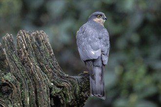 Sparrowhawk (Accipiter nisus), Emsland, Lower Saxony, Germany, Europe