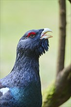 Western capercaillie (Tetrao urogallus) male (cock), portrait, Bavaria, Germany, Europe