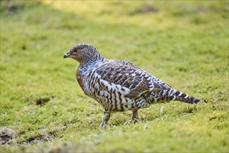 Western capercaillie (Tetrao urogallus) female (hen) standing on the ground at the edge of a foest,