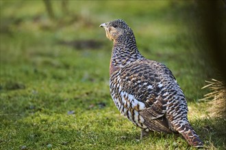 Western capercaillie (Tetrao urogallus) female (hen) standing on the ground at the edge of a foest,