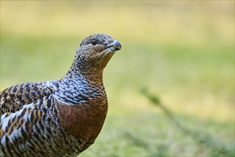 Western capercaillie (Tetrao urogallus) female (hen) portrait, Bavaria, Germany, Europe