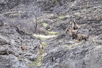 Screw goat (Capra falconeri), Markhor, three males and one female, Panj Valley, Gorno-Badakhshan