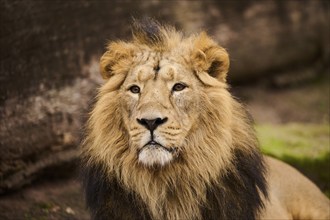 Asiatic lion (Panthera leo persica) male portrait, Germany, Europe