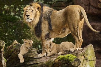 Asiatic lion (Panthera leo persica) male with his cubs, captive