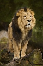 Asiatic lion (Panthera leo persica) male standing on a tree trunk, Germany, Europe