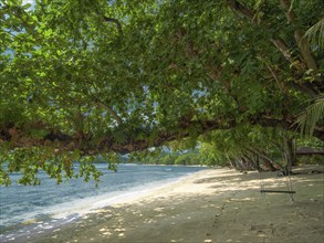 Overhanging tree on Pulisan Beach, North Sulawesi, Indonesia, Asia