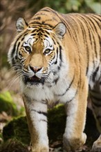 Siberian tiger or Amur tiger (Panthera tigris altaica) walking on the ground, captive, habitat in