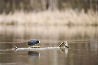 Eurasian coot (Fulica atra) standing on a old swimming wood, Bavaria, Germany, Europe