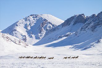 Marco Polo sheep (Ovis ammon polii) in snowy habitat, Pamir-Argali, Pamir wild sheep, Pamir