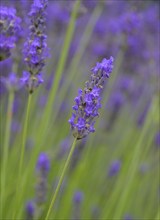 Lavender blossom, Alpes-de-Haute-Provence, France, Europe