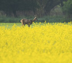 Roe deer (Capreolus capreolus), roebuck standing at a yellow rapeseed field, rapeseed (Brassica