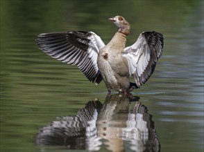 Egyptian goose (Alopochen aegyptiacus) standing in shallow water in a pond and flapping its wings,