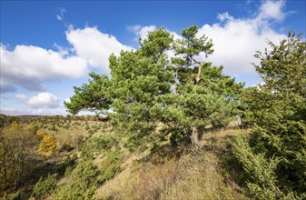 Common pine (Pinus sylvestris), blue sky, white clouds, on juniper heath, Thuringia, Germany,