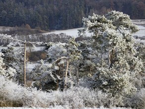 Scots Pine (Pinus sylvestris), trees covered in frost and snow on a sunny winter's day, in the