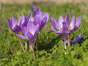 Autumn Crocus or Meadow Saffron (Colchicum autumnale) flowering on a meadow in autumn, island of