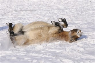 Przewalski's horse playfully rolling in the snow, lively and cheerful atmosphere, Przewalski's