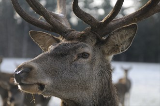 Close-up of a stag with impressive antlers in the winter forest, red deer (Cervus elaphus), Bavaria