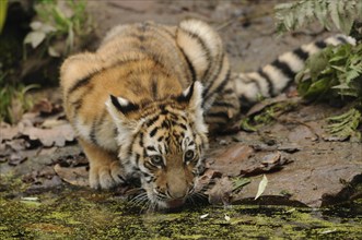 Tiger cub drinking water and lying on wet ground with leaves, Siberian tiger (Panthera tigris