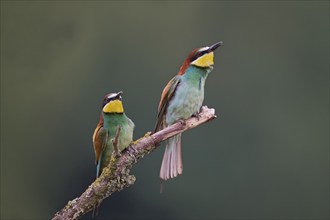 Bee-eater (Merops apiaster) Lower Saxony, Germany, Europe