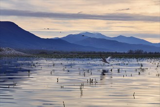 Single Dalmatian Pelican (Pelecanus crispus) in flight, Lake Kerkini, Lake Kerkini, dawn, Central