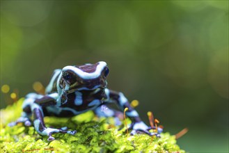 Golden tree climber (Dendrobates auratus), frogs (Rana), Alajuela, Costa Rica, Central America