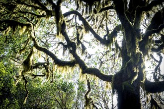 Laurel trees with mosses and lichens, Garajonay National Park, La Gomera, Canary Islands, Spain,