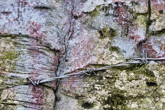 Barbed wire injured by tree bark, old beech trunks, The Dark Hedges, Ballymoney, County Antrim,