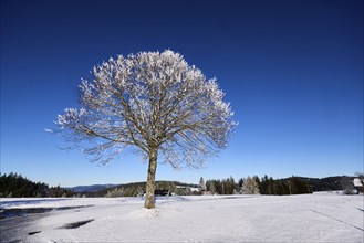 Freestanding snow-covered tree against a deep blue cloudless sky, hilly winter landscape,