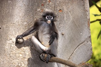 Dusky Leaf Monkey (Trachypithecus obscurus), male (Presbytis obscura)