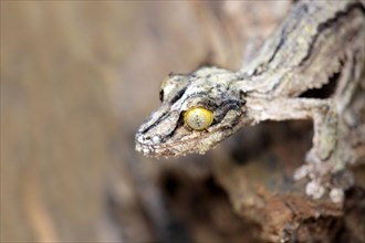 Mossy mossy leaf-tailed gecko (Uroplatus sikorae), Madagascar, Africa