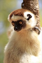 Verreaux's verreaux's sifaka (Propithecus verreauxi), Berenty Reserve, Madagascar, Africa