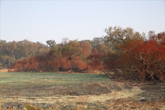 Fire brigade operation after meadow fire, Middle Elbe Biosphere Reserve, Saxony-Anhalt, Germany,