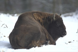 European bison (Bison bonasus) lying in the snow, captive