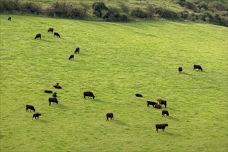 Cattle on a pasture near Upper Beeding, South Downs, West Sussex, England, Great Britain