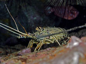 Brown spiny crayfish (Panulirus echinatus), dive site El Cabron Marine Reserve, Arinaga, Gran