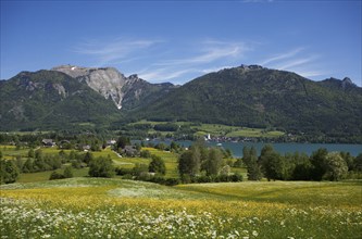 Flower meadow with view to Sankt Wolfgang am Wolfgangsee and Schafberg, Osterhorngruppe,