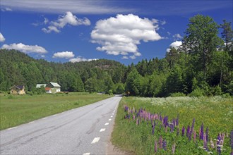 Flowering spring meadows with lupines and wildflowers, idyllic landscape, narrow road, Dalsland,