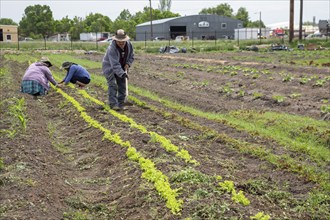 Alamosa, Colorado, The Rio Grande Farm Park. The commercial side of the nonprofit farm allows