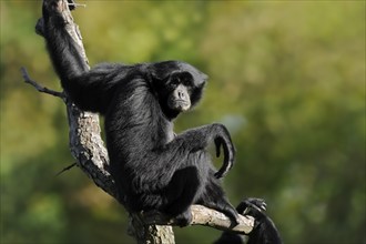 Siamang (Symphalangus syndactylus), captive, occurring on the Malay Peninsula, Malaysia, Asia