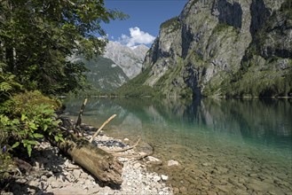 Obersee, above the Königssee, lakeshore with dead tree, Schönau, Königssee, Berchtesgaden National