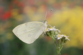 Cabbage butterfly (Pieris brassicae), North Rhine-Westphalia, Germany, Europe