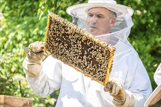 Beekeeper with bees, Black Forest, Gechingen, Germany, Europe