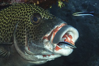 Harlequin sweetlip (Plectorhinchus chaetodonoides) have their parasites removed at an open-mouthed