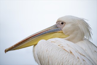 Great white pelican (Pelecanus onocrotalus), captive, portrait, Baden-Württemberg, Germany, Europe