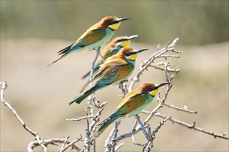 European bee-eaters (Merops apiaster) sitting on a branch, Spain, Europe