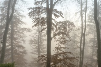 Autumn forest in the mist. Bas-Rhin, Collectivite europeenne d'Alsace, Grand Est, France, Europe