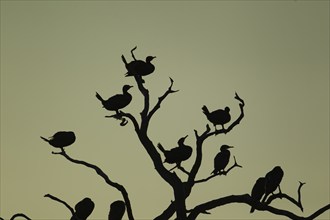 Cormorant (Phalacrocorax carbo) adult birds in a tree at sunset, Leicestershire, England, United