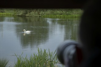 Mute swan (Cygnus olor) adult bird swimming on a lake being photographed from a hide by a