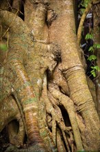 Tree root with strangler fig in detail, tropical tree, tree, detail, rainforest, Queensland,