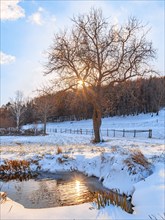 Waterhole in a snowy landscape, sunbeams shining through branches of a single tree, Ternitz, Lower